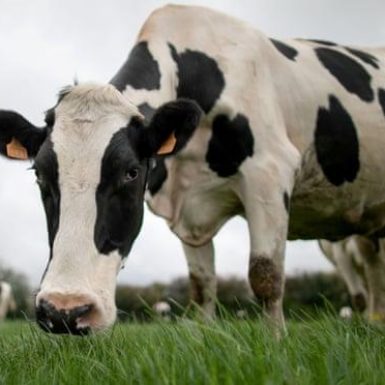 A cow in a field