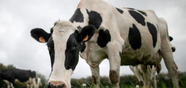 A cow in a field