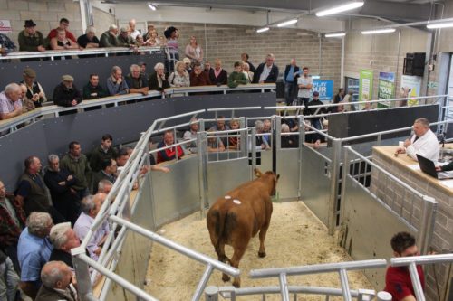 Melton Cattle Market