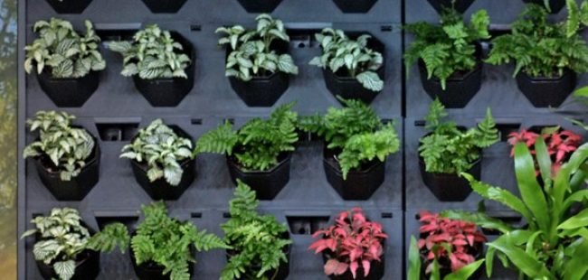 Beth Walsh &#8211; DPI Living Wall 2